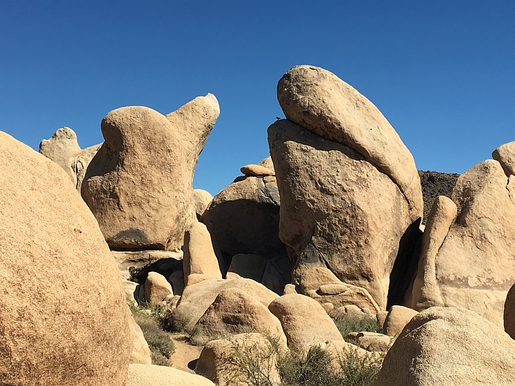 Joshua Tree NP